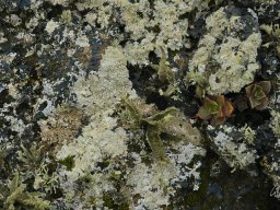 La_Palma_Lanzarote_2003-2004-030